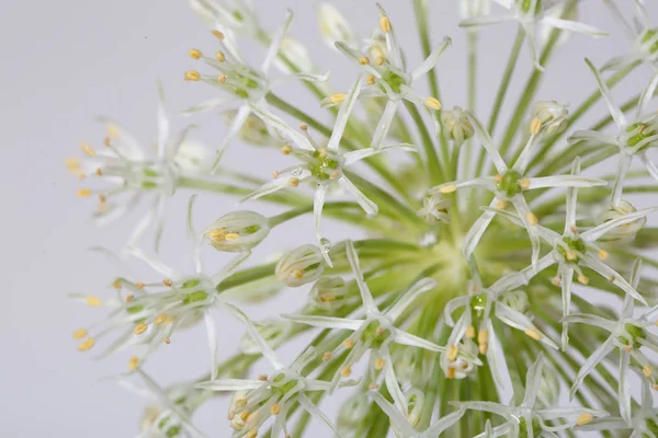 灰色の背景に孤立した花の装飾的な弓の破片 — ストック写真