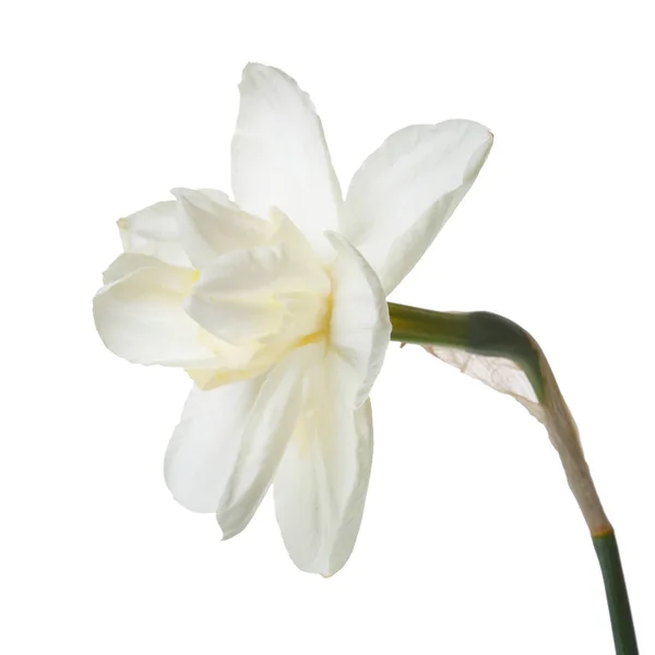 Delikatny Daffodil Żonkil Białym Tle — Zdjęcie stockowe