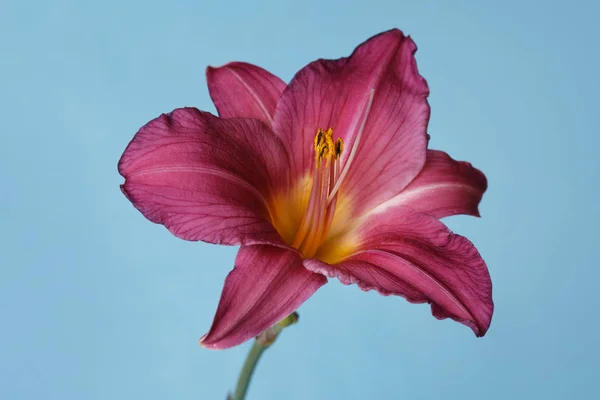 Елегантна Темно Рожева Квітка Денної Лілії Ізольована Синьому Фоні — стокове фото