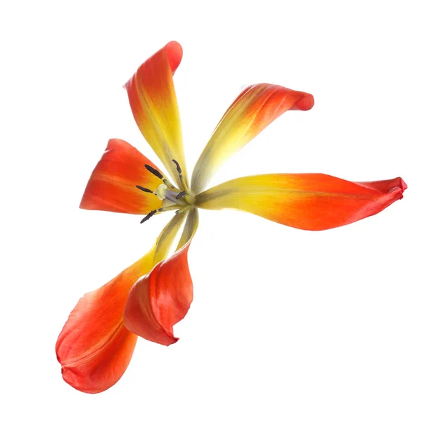 Цветок Разноцветного Тюльпана Белом Фоне — стоковое фото