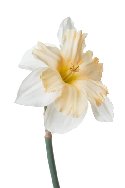 Niezwykły Kwiat Żonkil Białym Tle — Zdjęcie stockowe