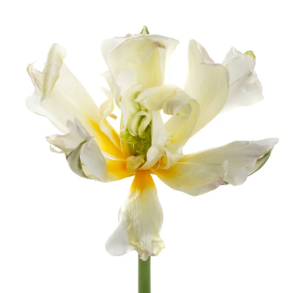 Leicht Gelb Blühende Tulpe Isoliert Auf Weißem Hintergrund — Stockfoto