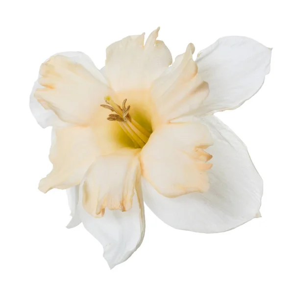 在白色背景查出的一个不寻常的水仙花 — 图库照片
