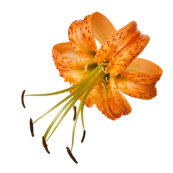 Orange lily flower with long stamens. Isolated on white background.