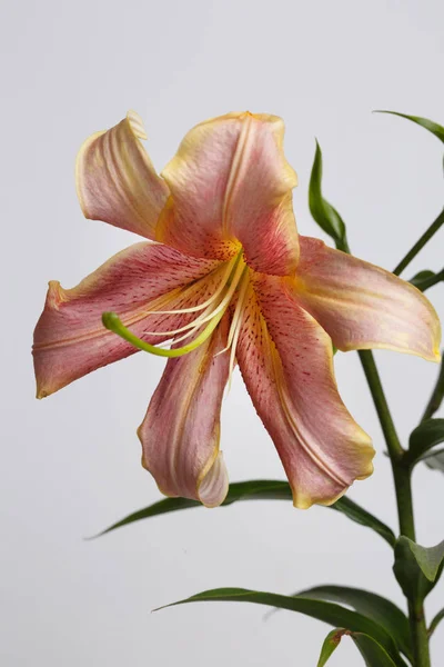 Orange lily flower isolated on gray background.