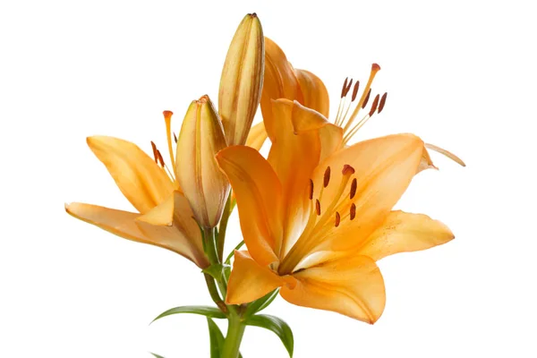 Orange Lilja Blomma Isolerad Vit Bakgrund — Stockfoto