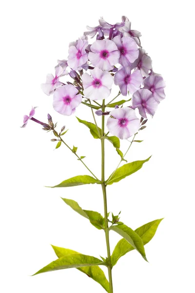 Virágok Lila Flox Rózsaszín Középen Elszigetelt Fehér Háttér — Stock Fotó