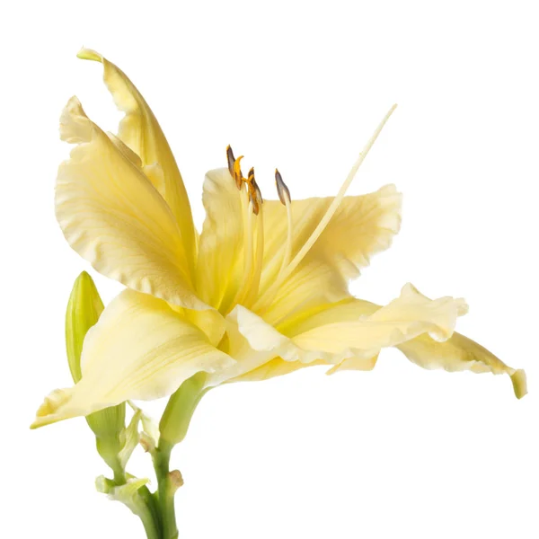 Yellow Flowers Daylily Isolated White Background — Stock Photo, Image