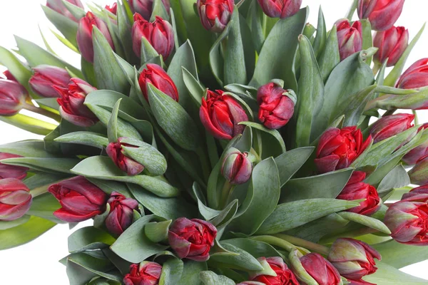 Großer Strauß Roter Tulpen Isoliert Auf Weißem Hintergrund — Stockfoto