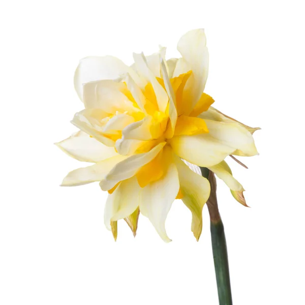 Żółty Stokrotka Kwiat Daffodil Izolowane Białym Tle — Zdjęcie stockowe