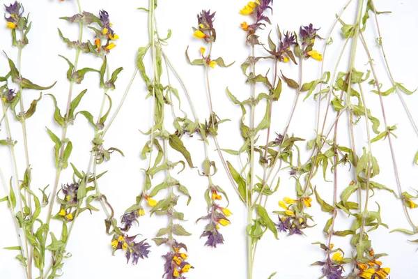 Blomma Tapeter Från Växten Melampyrum — Stockfoto