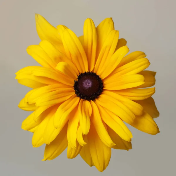 Fleur Jaune Rudbeckia Isolée Sur Fond Beige — Photo