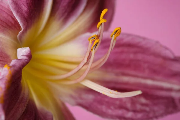 Квітка Бузкової Лілії Жовтим Центром Ізольовані Рожевому Тлі Макро — стокове фото
