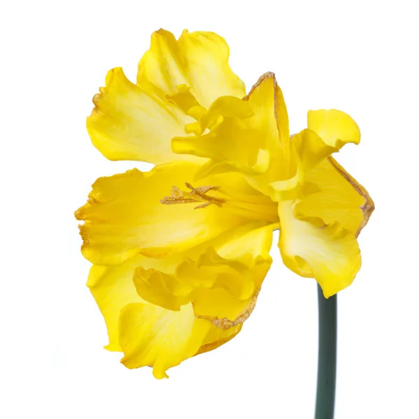 Flor Doble Rizo Narciso Amarillo Aislado Sobre Fondo Blanco —  Fotos de Stock
