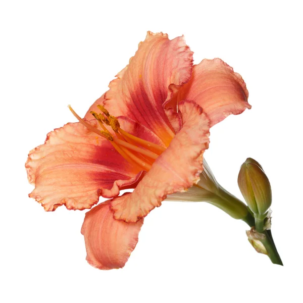 Flower Daylily Isolated White Background — Stock Photo, Image
