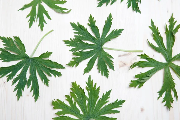 Floral wallpaper leaves of a forest geranium.