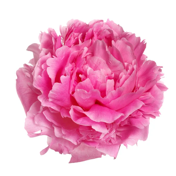 白い背景に孤立したピンク牡丹の花 — ストック写真