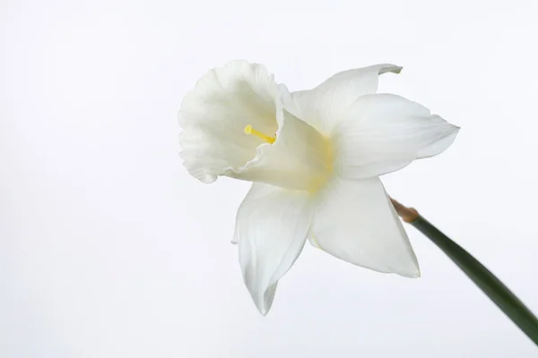 Une Fleur Jonquille Isolée Sur Fond Blanc — Photo