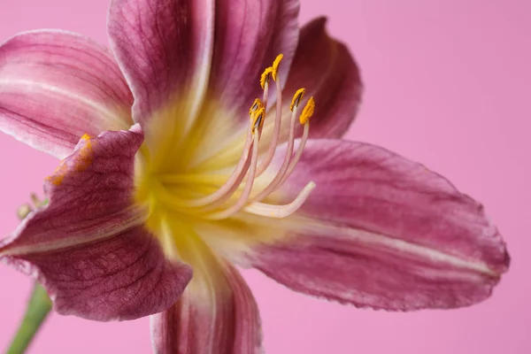 Квітка Бузкової Лілії Жовтим Центром Ізольовано Рожевому Фоні — стокове фото