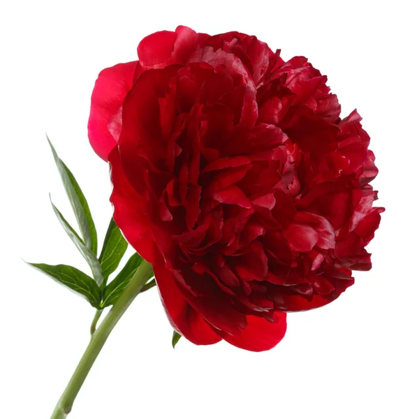 Red Peony Flower Isolated White Background — Stock Photo, Image