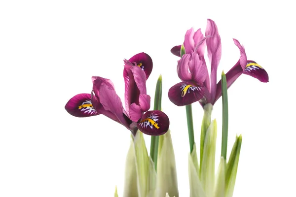 Lila Frühling Schwertlilien Isoliert Auf Weißem Hintergrund — Stockfoto