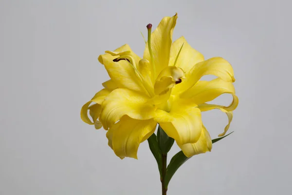 Flor Lirio Rizo Amarillo Aislada Sobre Fondo Blanco — Foto de Stock