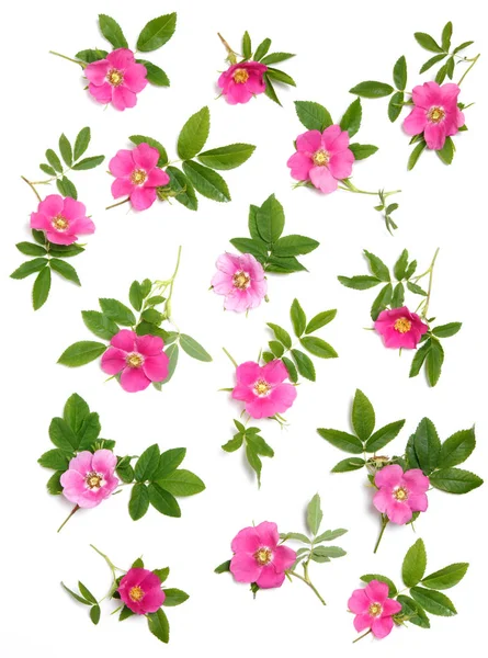 Papel Parede Floral Rosa Rosa Rosa Quadris Fundo Branco — Fotografia de Stock