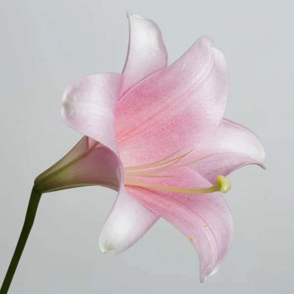 Gently pink lily flower isolated on gray background.
