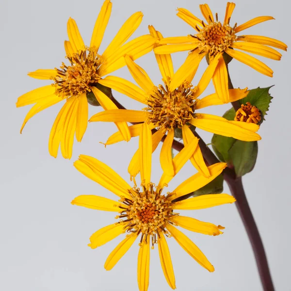 Inflorescence Yellow Flower Ligularia Isolated Gray Background — Stock Photo, Image