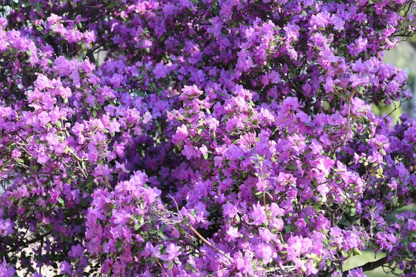 Virágos Háttér Virágzó Tavaszi Rózsaszín Rhododendron — Stock Fotó