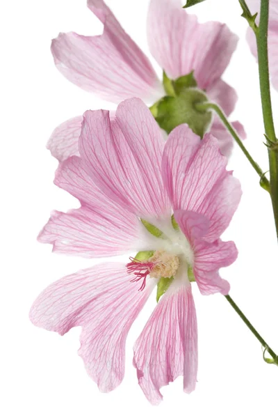 Virágzata Rózsaszín Mallow Virágok Izolált Fehér Háttér — Stock Fotó