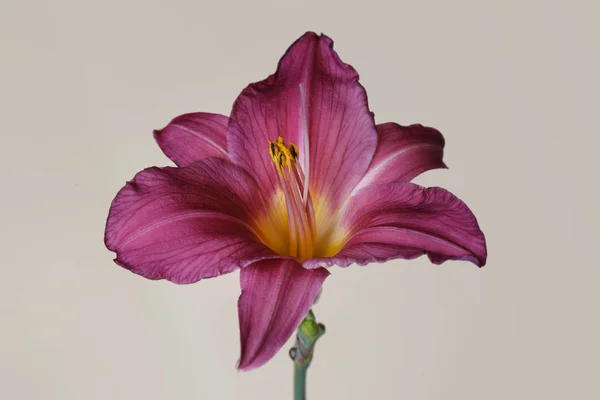 Elegante Flor Rosa Oscuro Daylily Aislado Sobre Fondo Beige — Foto de Stock