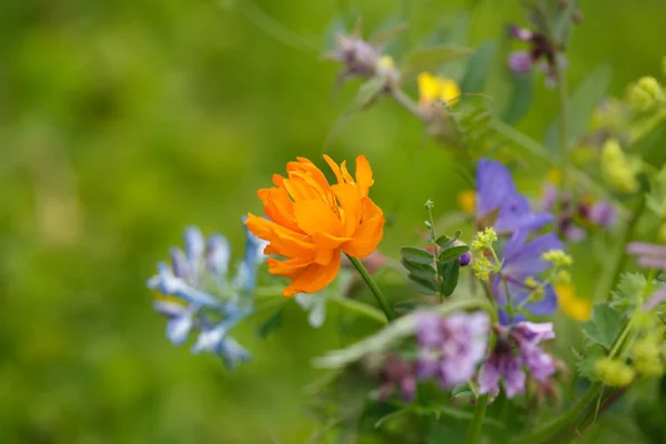 Bouquet Wildflowers Background Grass — Stock Photo, Image