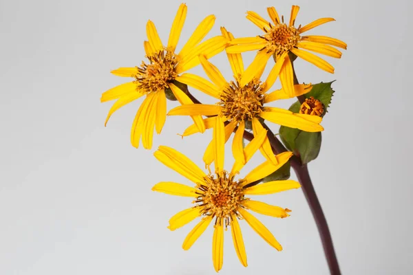 Inflorescence Yellow Flower Ligularia Isolated Gray Background — Stock Photo, Image