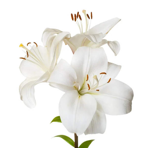 Kytice Světelných Lilií Izolovaných Bílém Pozadí — Stock fotografie
