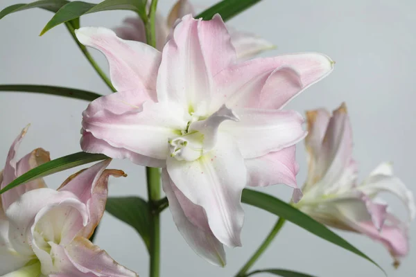 Bouquet of gently pink lily flowers isolated on gray background.