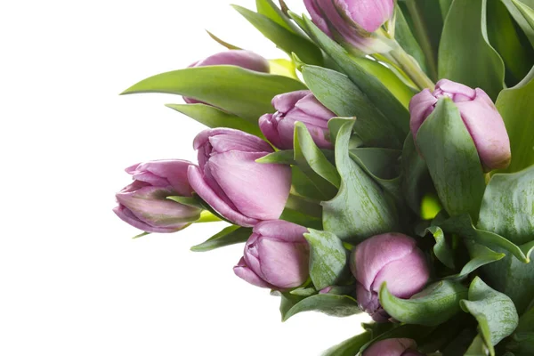 Fragment Eines Straußes Fliederfarbener Tulpen Auf Weißem Hintergrund — Stockfoto