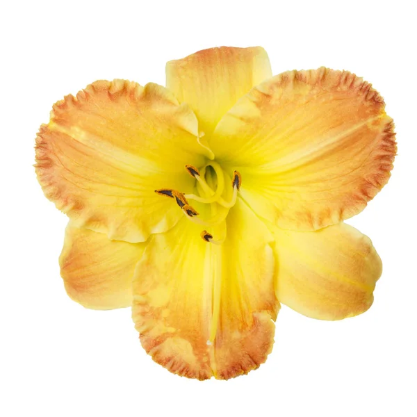Żółte Kwiaty Liliowca Izolowana Białym Tle — Zdjęcie stockowe