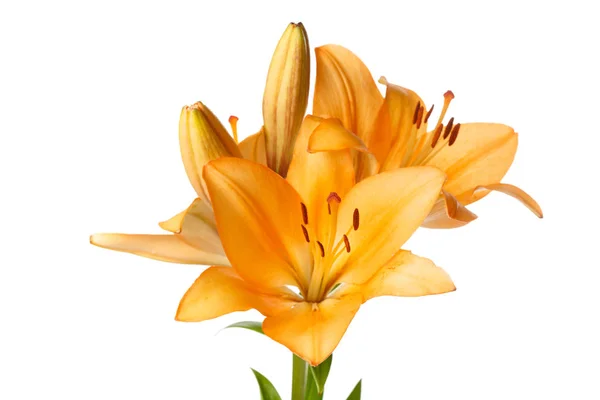 Orange Lily Flower Isolated White Background — Stock Photo, Image