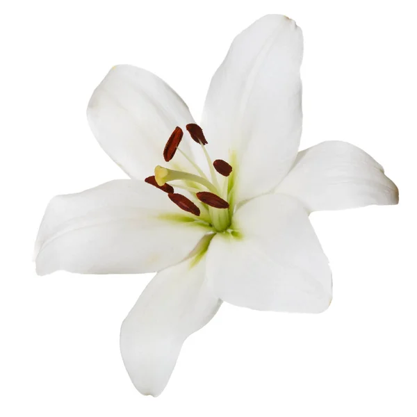 Цветочные Светлые Лилии Изолированы Белом Фоне — стоковое фото