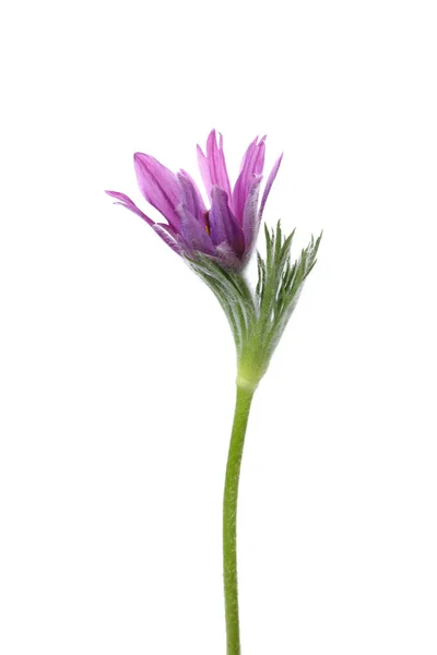 Fleur Anémone Lilas Isolée Sur Fond Blanc — Photo