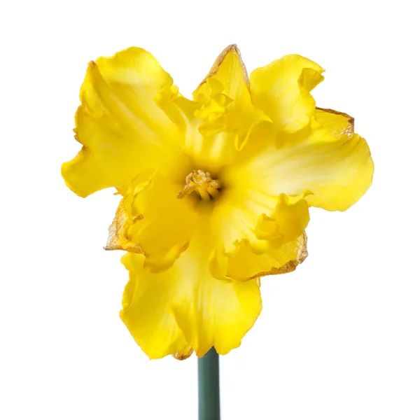 Dubbel Frotté Blomma Gul Narcissus Isolerad Vit Bakgrund — Stockfoto