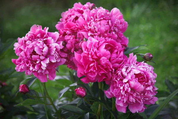 Ein Blühender Strauch Der Pfingstrose Ist Rosa Garten — Stockfoto