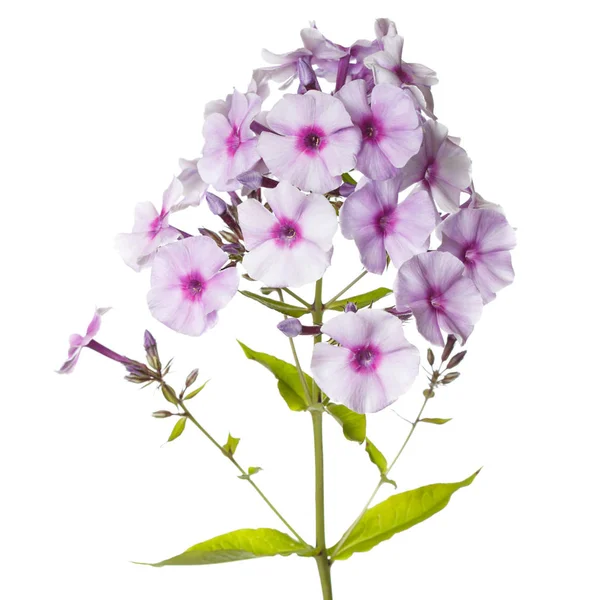 Virágok Lila Flox Rózsaszín Középen Elszigetelt Fehér Háttér — Stock Fotó