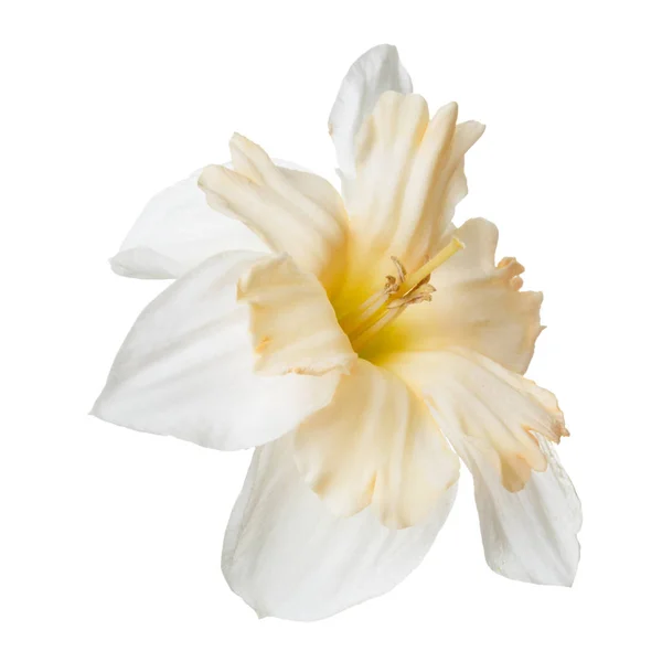 Niezwykły Kwiat Żonkil Białym Tle — Zdjęcie stockowe