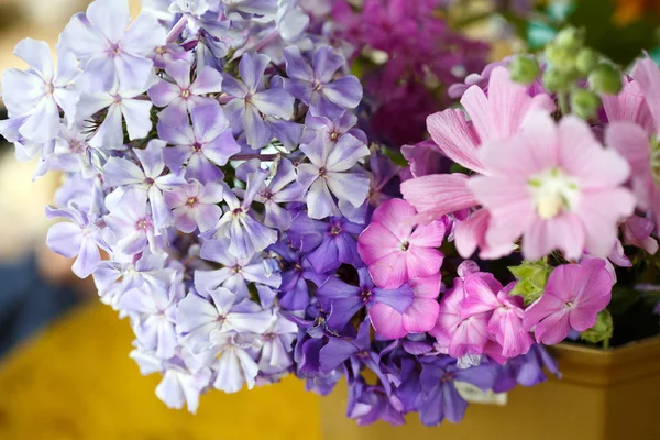 Bouquet Rose Lilas Phlox Mauve — Photo