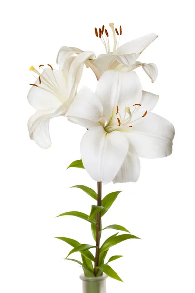 白い背景に孤立した明るいユリの花束 — ストック写真
