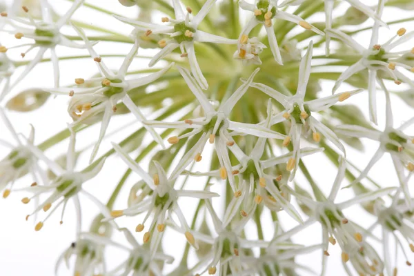 白い背景に孤立した花の装飾的な弓の破片 — ストック写真