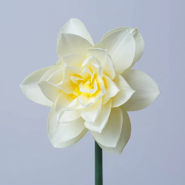 Нежный Цветок Нарцисса Выделенный Сером Фоне — стоковое фото