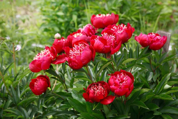 Floreciente Arbusto Peonía Roja Jardín — Foto de Stock